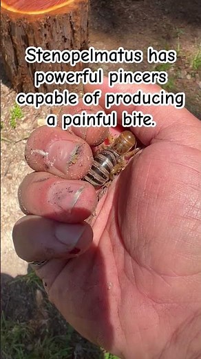 Stenopelmatus, the Jerusalem cricket or Potato bug