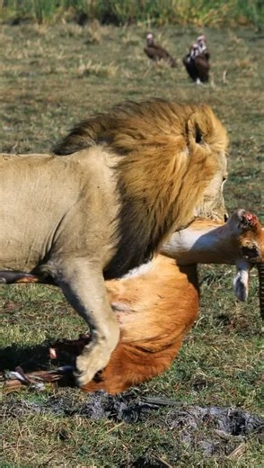 Dare to be brave? Spotted close to camp. Turn the sound up and stay with us until the very end. The lions of the Busanga Plains move with a quiet confidence, their calls carrying across the floodplains as dusk settles in. This is not a distant encounter. This is close enough to feel it in your chest. Moments like these don’t fade into memory. They take up residence somewhere deeper and stay for life. Have you started planning your 2026 Green Safaris journey? Credit: Newton, Head Guide, Chisa Bus