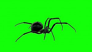 Spider Walking Green Screen