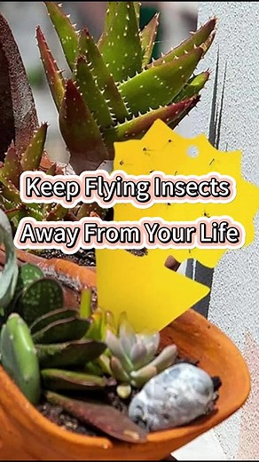 Effective Sticky Traps for Insect Control in Gardens