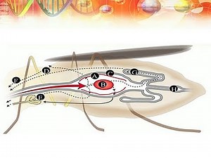 Dr. Carl Lowenberger: Vectors and Parasites