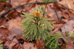 Lycopodium Obscurum - Ground Pine - Lycopodiaceae (Clubmoss Family)