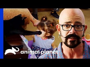 "Unpredictable" Cat Keeps Clashing With Energetic Toddler | My Cat From Hell