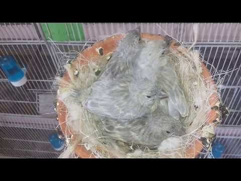 Canary breeding: the chicks leave the nest