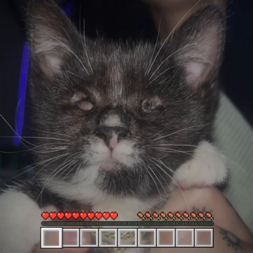 Mr meow swag out #lebron #nfl #playoffs #cat #parlay