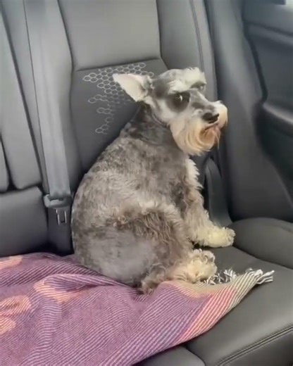 We Love Schnauzer No pup cup 🐶