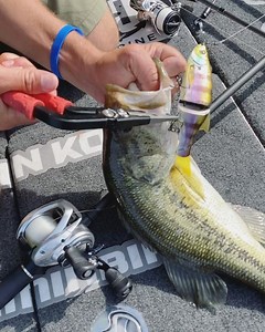 Best fishing pliers on the planet...........🎣👌 The @bubbablade 90 degree pistol grip Pliers have made it ease to remove any hook in any situation and keep that hand away and safe! #BubbaBlade #NinetyDegree #PistolGrip #Pliers | Carl Jocumsen