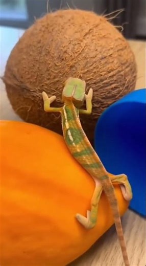 Baby Chameleon's Color-Changing Fruit Tour!