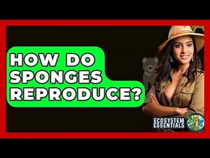 How Do Sponges Reproduce? - Ecosystem Essentials