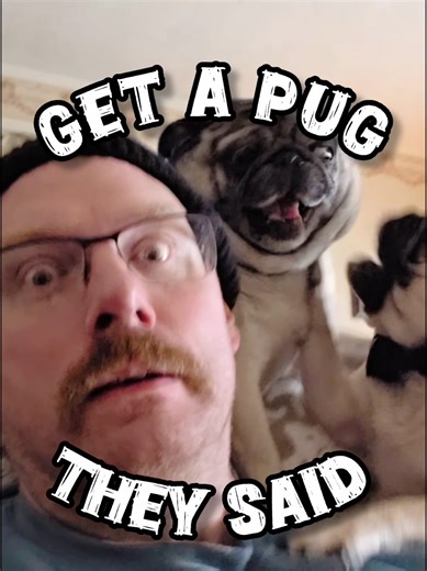 Get a Pug they said!!! Welcome to my world friend 🧡 #pug #pugs #pugsoftiktok