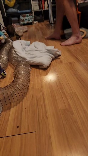 Cute and Crazy Baby Ferret Moments with Mochi