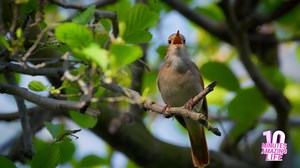 A nightingale kept singing without stopping