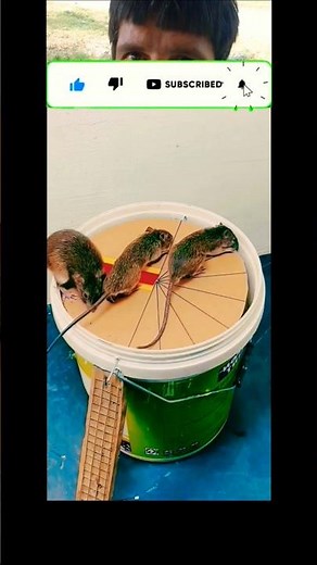 Double Mouse Trap in Action 🐭🐭 | Ultimate DIY Trap Trick #mousetrap #shorts #viral