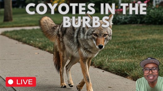 My city is overflowing with coyotes