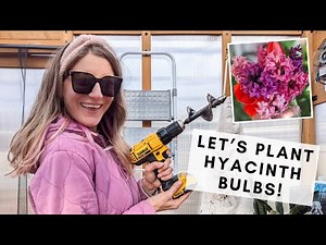 How to plant hyacinth bulbs in the fall for early spring blooms!