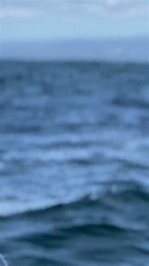 Did you know dolphins use a biological sonar ( echolocation) to communicate and detect different frequencies #amazing #sea #ocean #whale #Kills #fyp #foryou #humpbackwhale #nature #virals #viralshorts | Ocean.Tour