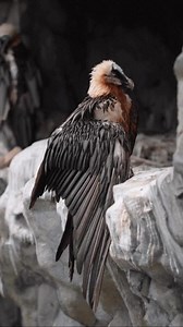 85K views · 3.4K reactions | Meet the bone-crusher of the skies 礪 The bearded vulture doesn’t just eat meat — it drops bones from great heights to shatter them, feasting on the marrow inside. Nature’s most metal dining habit. #BeardedVulture #Lammergeier #BirdsOfPrey #WildlifeFacts #NatureIsMetal #RaptorLife #wildlifephotography | Discvr Blog | Facebook