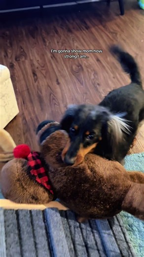 Goofiest ween! 🐾 Show that fat moose 🫎 who’s boss! 🤣👀 #dachshundsoftiktok #dogmom #minidachshund #funnydog