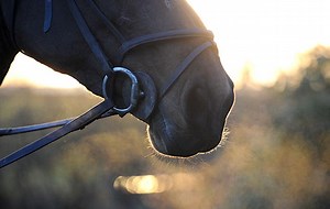 5 pieces of advice for coping with the grief of losing your horse - Horse & Hound