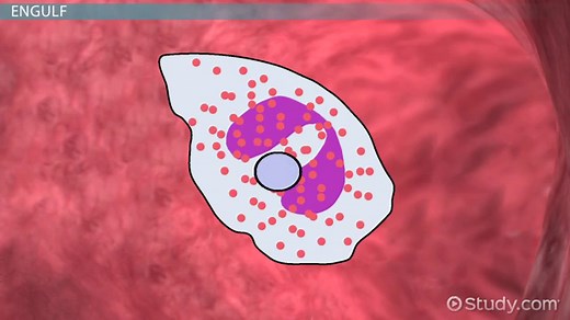 Eosinophil Formation, Function & Disorders