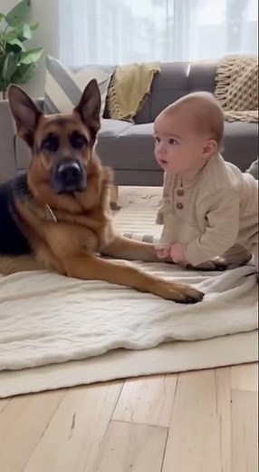 How I Trained My German Shepherd to Guard My Baby Safely 🐶👶