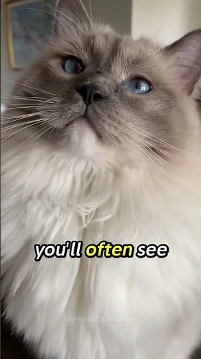 Why Cats Have Blue Eyes