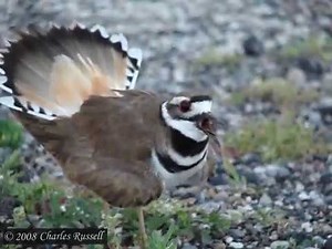 Killdeer Distress Calls/Display