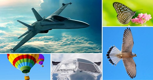 Free Things That Fly Preschool Lesson Plans