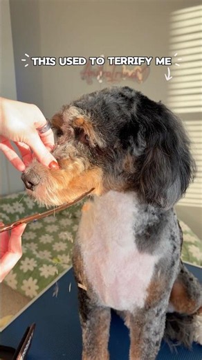 Learning to Groom My Doodle at Home | in My Finds #shorts #doodlegrooming