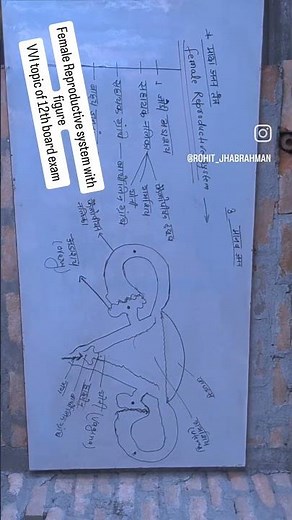 vvi topic of 12th board exam Female Reproductive system with figure by Rohit jha