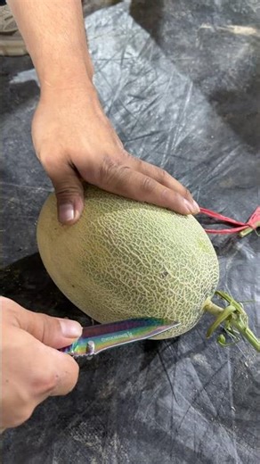 Amazing Open Cantaloupe #satisfying #fruit #fruitcutting #fruitcarving #fruitslicing #fruitfarming