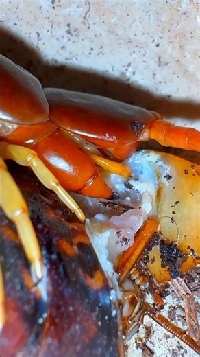 Yup! My Centipede is￼ PSYCHOTIC￼ 💀😭😬