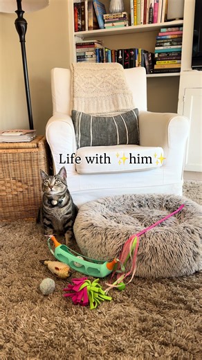 Living the Best Cat Life