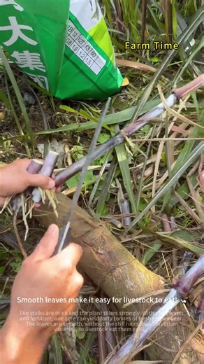 Smooth Elephant Grass, Perennial Forage Crop 🌿🐄