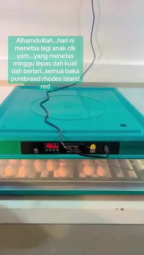 #ayampenelurmalaysia #rir #rhodeislandred