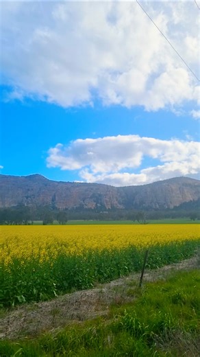 💛🌾 Golden canola fields with epic mountain views under a bright blue sky ⛰️☁️✨