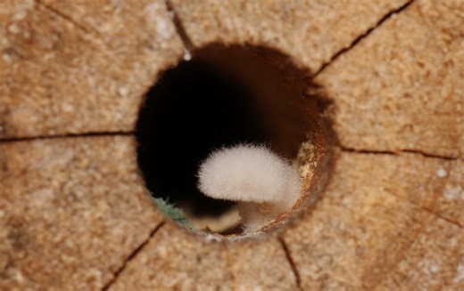 Bee Aware of Your Native Bees (Australia) | Yesterday I noticed this fungi growing inside one of my bee hotels | Facebook