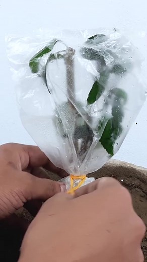 Amazing Grafting technique to get multiple color hibiscuses plant #Growing #Planting #FlowerPlant #Anthurium #plantingroots #roses | PedroGardening