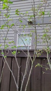 Spring season!Vine Maple trees are budding.They will turn into a leaf.