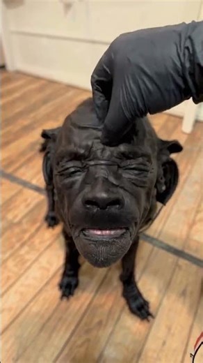 This Eerie Human-Faced Dog Is Going Viral 🔥🐶