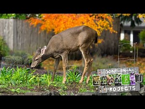 How to Keep Unwanted Animals off Your Lawn | Done-In-A-Weekend Projects: Critter Control