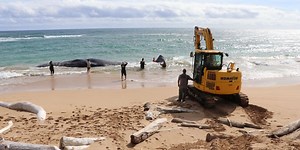 ‘Disturbing’ amount of plastics, debris found inside dead whale in Hawaii