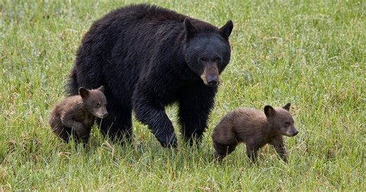 Bear leads cubs through park
