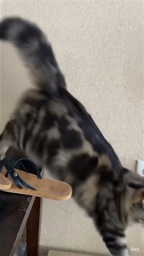 A Cat has to have his hobbies too!