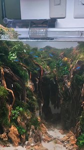 50cm Curved tank | CHASE Aquatics