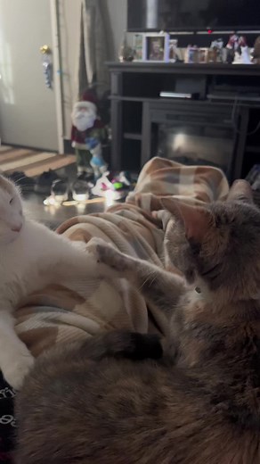 #catsoftiktok #kittiesoftiktok #cats