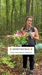 The Southeastern native honeysuckle (Lonicera sempervirens) is not safe to ingest and cannot be used as herbal medicine in any capacity. BUT it can be planted as a beautiful native for a snap of color. The flowers can be white, yellow and bright red. 🌹🌻🌼 The medicinal variety of this plant is Japanese honeysuckle (Lonicera japonica) 🗾🏯 which I use for helping with hot infections with irritating post-nasal drip. The leaves of this type of honeysuckle are rounded and have a vining growth habi