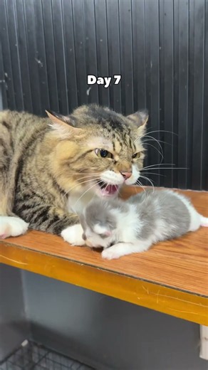Timelapse kitten 1 week 😍😍 #catvideos #kitten #cat #timelapse
