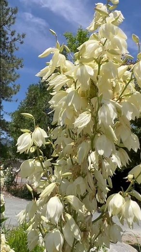 Eat your yucca