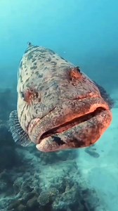 352K views · 6.1K reactions | Huge grouper fish close up 錄❤️ divedahab.com +201221134668 #grouperfish #redseaegypt #underwaterworld #scubadive #redsea #scubadiving #scuba | Red Sea Diving | Facebook